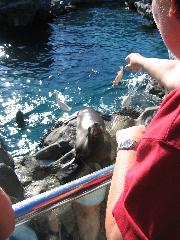 feeding sea-lions